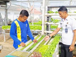 Kegiatan Penyemaian Tanaman Selada Hidroponik oleh Warga Binaan Lapas Kelas I Bandar Lampung