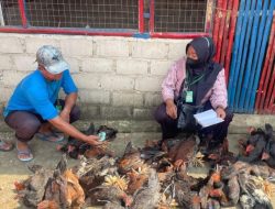 Dukung Ketahanan Pangan Nasional: Lapas Gunung Sugih Panen Puluhan Ayam Kampung Hasil Budidaya Warga Binaan