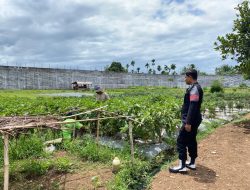 WBP Lapas Dharmasraya Rawat Terung dan Cabai, Bukti Nyata Dukung Ketahanan Pangan